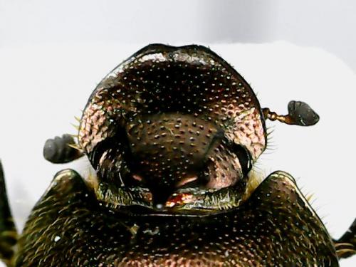 Onthophagus coenobita